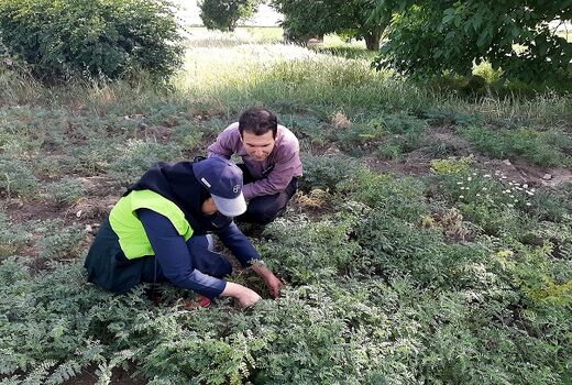 مبارزه بیولوژیک با آفت هلیوتیس در شهرستان ایوان