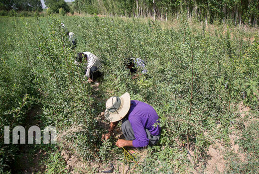 بازنشستگی برای کشاورزان دیگر آرزو نیست