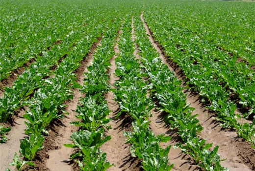 کشت نشایی چغندرقند در سطح ۲۰ هکتار از اراضی خراسان شمالی به صورت الگویی انجام می شود