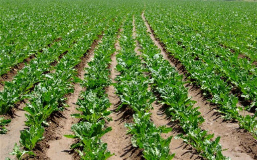 کشت نشایی چغندرقند در سطح ۲۰ هکتار از اراضی خراسان شمالی به صورت الگویی انجام می شود