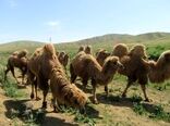 تلاش برای تمدید طرح صیانت از شتر دوکوهانه