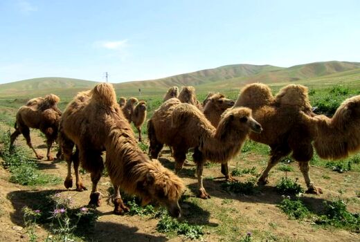تلاش برای تمدید طرح صیانت از شتر دوکوهانه