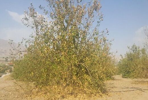 زوال مرکبات تهدیدی برای باغ های قیروکارزین است