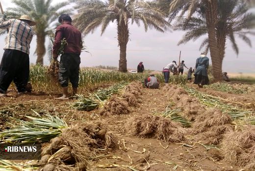 آغاز برداشت سیر در بخش شهداد کرمان