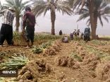 آغاز برداشت سیر در بخش شهداد کرمان