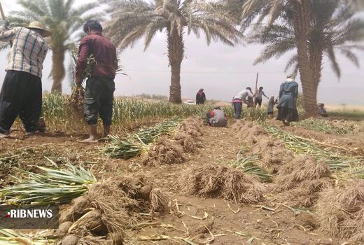 آغاز برداشت سیر در بخش شهداد کرمان