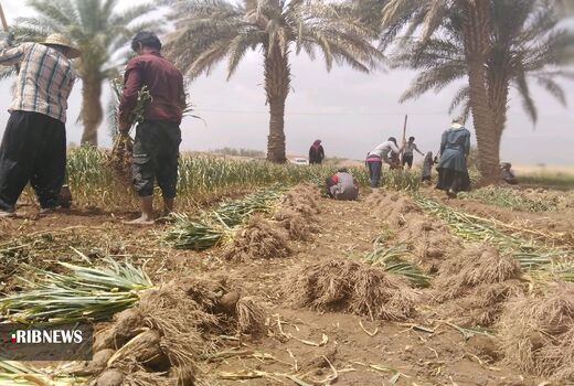 آغاز برداشت سیر در بخش شهداد کرمان