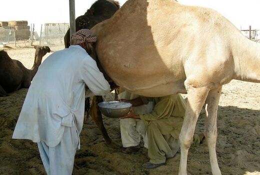 خراسان جنوبی به قطب تولید شیر شتر تبدیل می‌شود