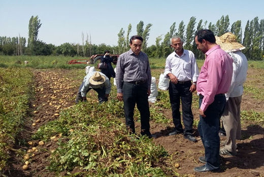 تنظیم بازار سیب زمینی با مشارکت سازمان جهاد کشاورزی  و صندوق حمایت از توسعه بخش کشاورزی 