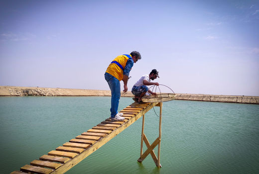 نظارت بهداشتی دامپزشکی بر تولید پست لارو در مراکز تکثیر میگو خوزستان