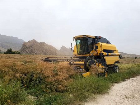 آغاز برداشت کلزا از مزارع کازرون