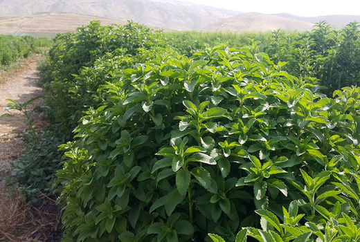 بیش از یک هزار میلیارد ریال غرامت در بخش کشاورزی کردستان پرداخت شد
