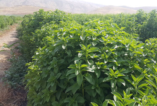 بیش از یک هزار میلیارد ریال غرامت در بخش کشاورزی کردستان پرداخت شد