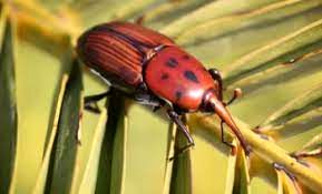 پایش مشاهده‌ای آفات قرنطینه‌ای در آبادان