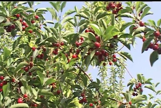 آغاز برداشت آلبالو و گیلاس در نطنز