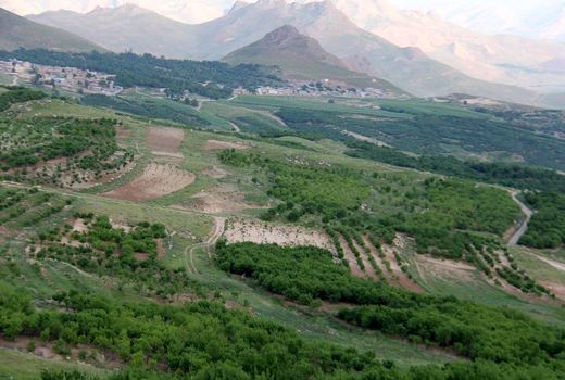 توسعه باغات در چهارمحال و بختیاری در اولویت است