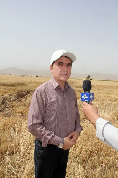 پیشبینی برداشت ۴۶۰ هزار تن گندم در سال زراعی ۹۹- ۹۸ از مزارع گندم لرستان