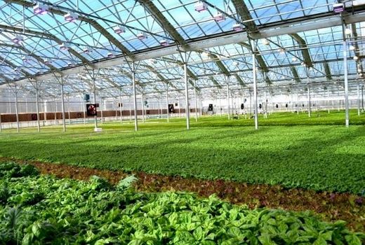 افتتاح طرح توسعه کشت گلخانه ای در شهرستان دیراستان بوشهر