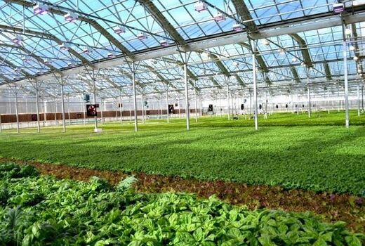 افتتاح طرح توسعه کشت گلخانه ای در شهرستان دیراستان بوشهر