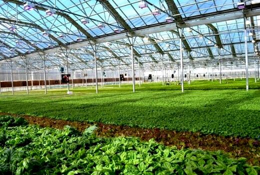افتتاح طرح توسعه کشت گلخانه ای در شهرستان دیراستان بوشهر