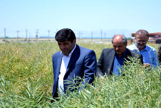 کشت کلزا پیرو تاکید مقام معظم رهبری در راستای خودکفایی تولید روغن در دستور کار قرار گرفته است