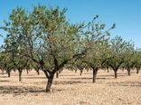 نوسازی و اصلاح 450 هکتار از باغات شهرستان ورزقان 