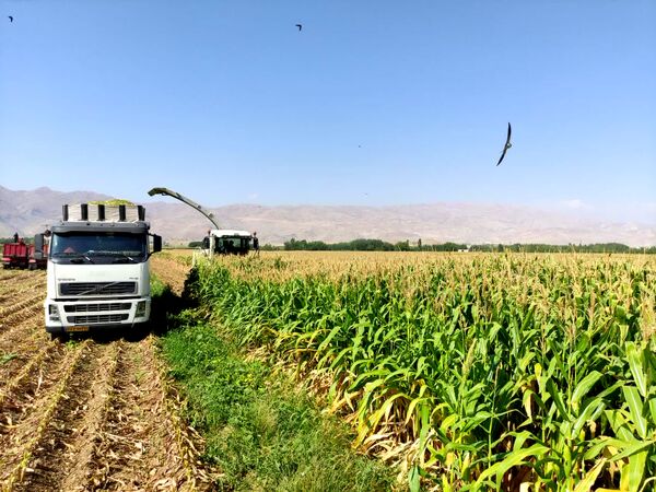 بیش از 220 هزار تن ذرت علوفه‌ای در چهارمحال و بختیاری برداشت می شود