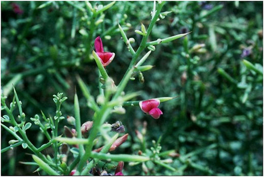 نخستین برداشت خارشتر توسط دستگاه موور در سیستان و بلوچستان انجام شد