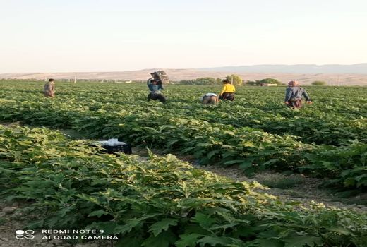 افزایش 60 درصدی تولید بادمجان در قیروکارزین