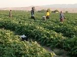 افزایش 60 درصدی تولید بادمجان در قیروکارزین