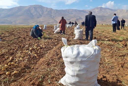 ۷۰ درصد بهره برداران کشاورزی استان اصفهان تحت پوشش بیمه نیستند