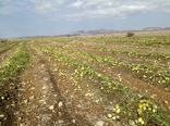 خسارت ٢٠٠ میلیاردی بارش تگرگ به بخش کشاورزی شهرستان فنوج 