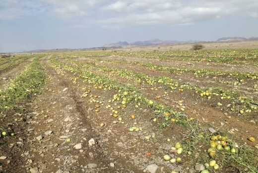 خسارت ٢٠٠ میلیاردی بارش تگرگ به بخش کشاورزی شهرستان فنوج 