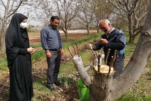 عملیات اجرایی پیوند سرشاخه کاری در باغات زودگل و نامرغوب گردو در شهرستان قزوین آغاز شد