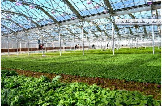 خراسان شمالی استانی پیشرو در کشت محصولات گلخانه‌ای