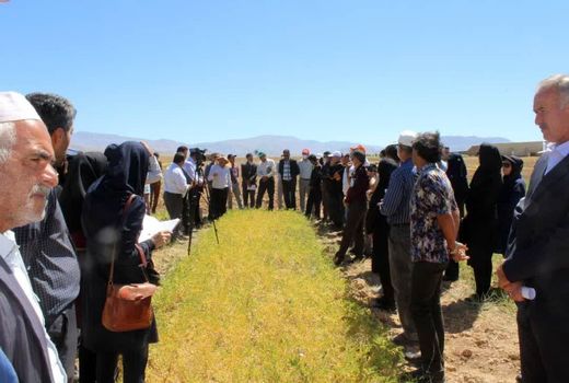 روز مزرعه نخود با عنوان کشت رقم گوکسو در خراسان شمالی برگزار شد
