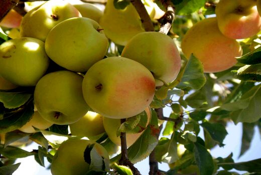 سیب گلاب؛ نوبرانه مرودشت به بازار آمد 