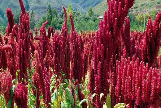  تولید محصول در زمین‌های نامساعد کشاورزی محقق می‌شود