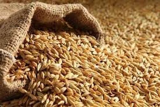 نیاز دامداری‌های خراسان شمالی به ۱۳۰ هزار تن جو 