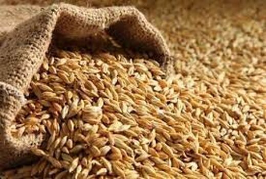 نیاز دامداری‌های خراسان شمالی به ۱۳۰ هزار تن جو 