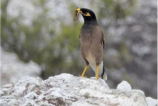 پرندگان ملخ‌خوار باغداران را در مهار این آفت یاری می رساندند
