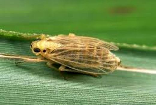 مبارزه با آفات در نخیلات خرمشهر