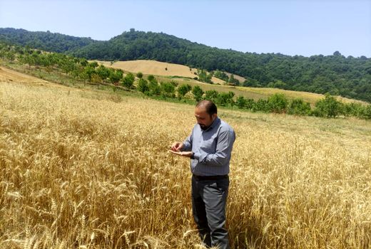 افزایش ۳۰ درصدی برداشت گندم در بخش کوهسارات شهرستان مینودشت