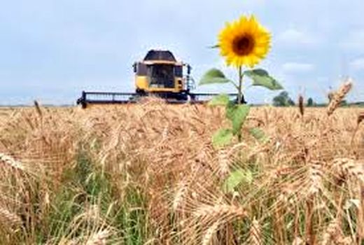 قیمت هر کیلوگرم گندم در اوکراین بیش از ۲۲۰۰ تومان