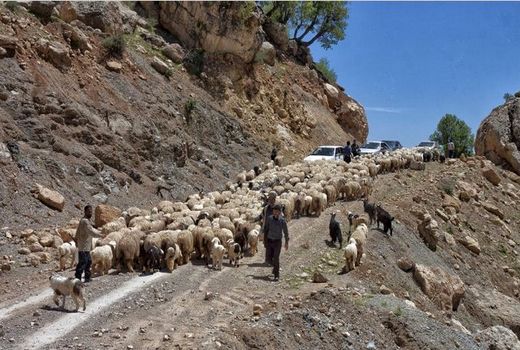 حضور گروه جهادی دامپزشکی از تبار آسمان در مناطق صعب العبور کوهرنگ