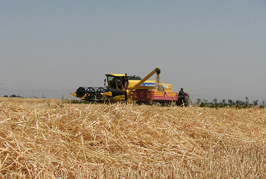خرید ۱۴۱ هزار تن گندم تضمینی از کشاورزان استان قزوین