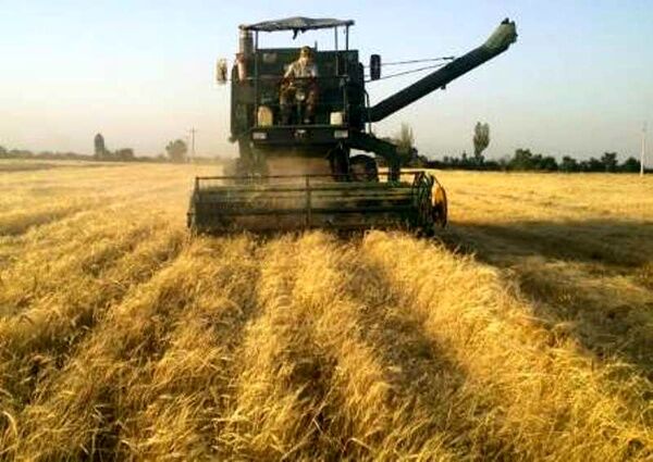 تولید 7 تن گندم دیم در هر هکتار توسط گندم‌کار نمونه گلستانی