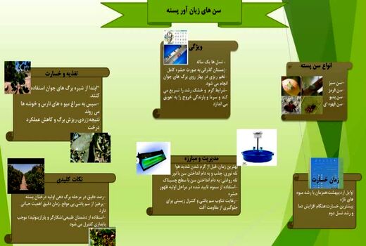سن زیان  آور در باغات پسته استان قزوین  