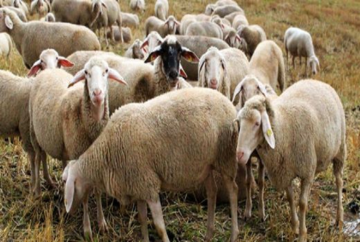 تمامی دام های استان بوشهر پلاک کوبی و هویت گذاری می شوند