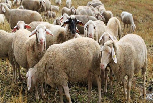 تمامی دام های استان بوشهر پلاک کوبی و هویت گذاری می شوند